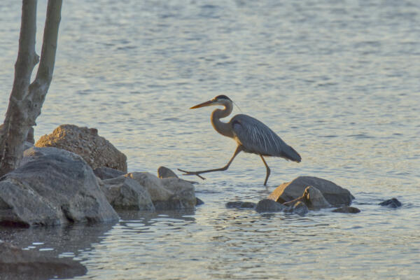 A GBH hunting in the shallows