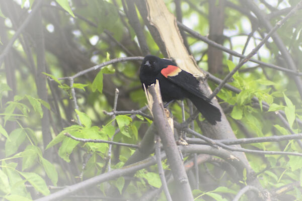 Red-winged Blackbird at Lake Normandale