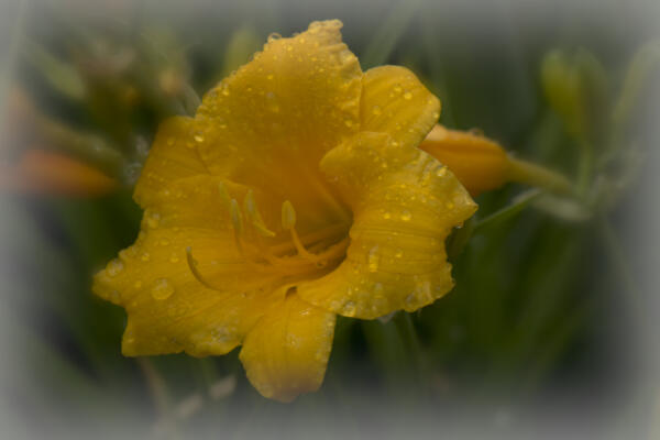 Daylily bloom