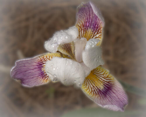 Iris bloom