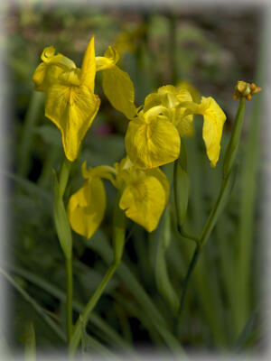 Neighbor's iris blooms