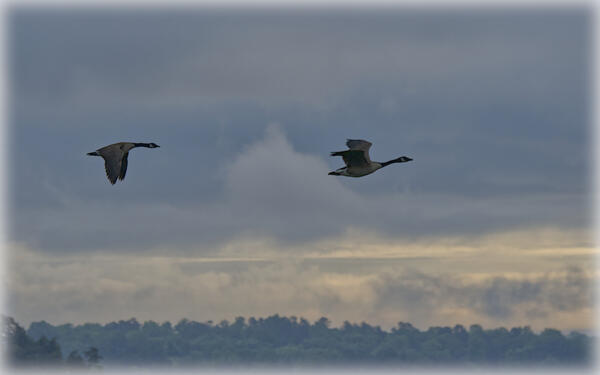Geese over Lake Lanier