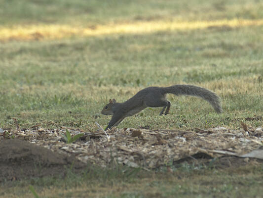 Squirrel at Chattahoochee Pointe Park