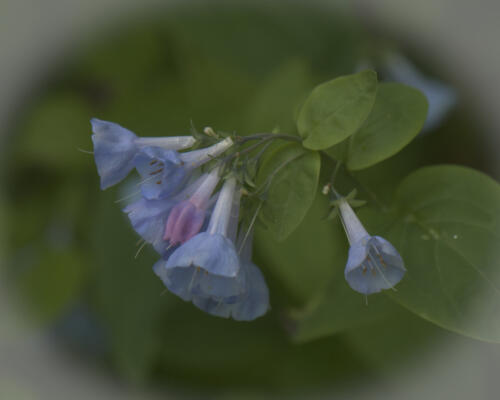 Bluebells at the Eloise Butler Wildflower Garden