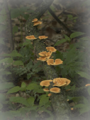 Fungus at the Eloise Butler Wildflower Garden