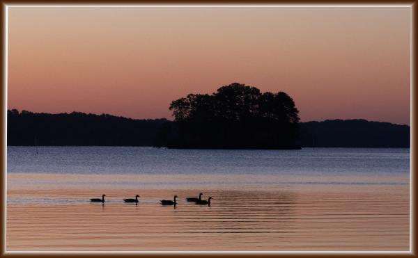 Geese at sunrise in Lake Lanier