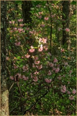 Mountain Laurel blooms