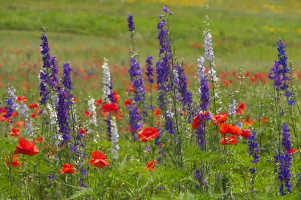 Poppies and larkspur in the wildflower meadow