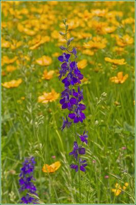 Larkspur and poppies