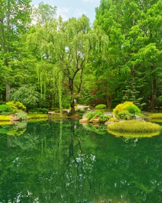 Japanese garden view