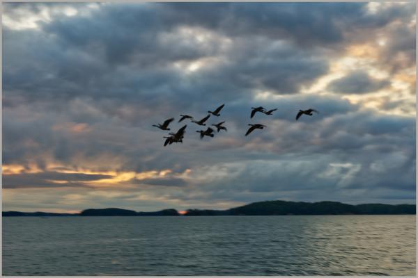 Geese at sunrise over Lake Lanier