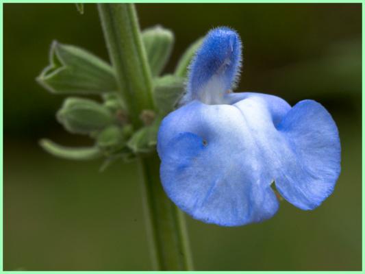 Blue sage in bloom