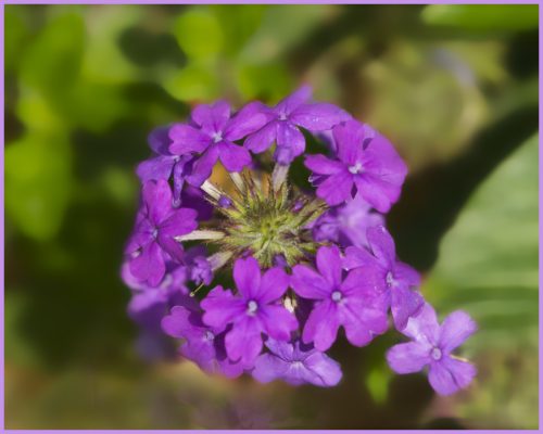 _in the Beeloved garden