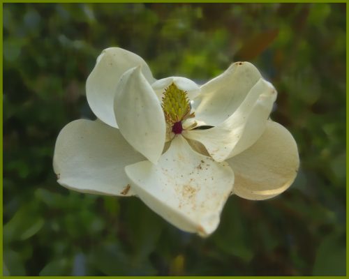 Magnolia bloom in Beth's yard
