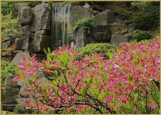 MN State Arboretum