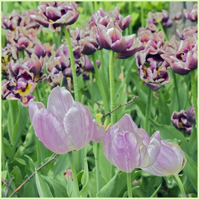 Tulips near the visitors center