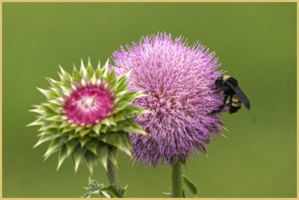 Thistles, I think, at Chattahoochee Pointe Park