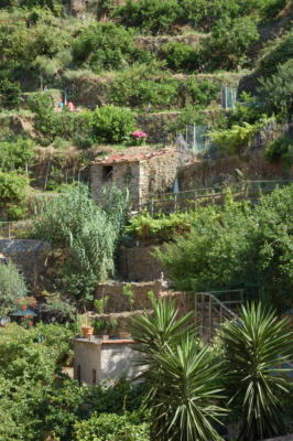View of the Cinqure Terra hillside.  Vineyard in this case