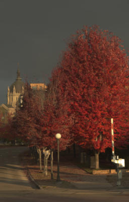 Fall Color and the St. Paul Cathederal