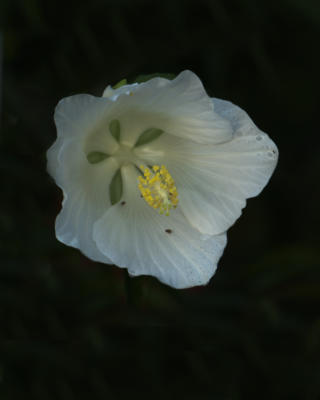 Swamp rosemallow bloom
