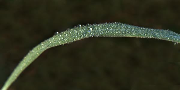 Dew on blade of grass