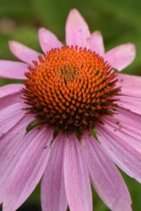 Cone flower at the native plant garden