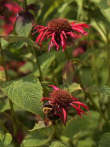 Bees on the beebalm