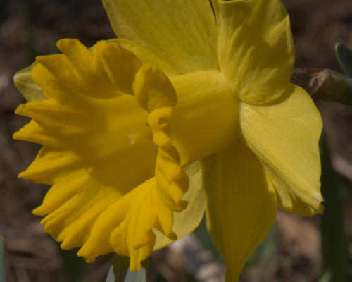 Daffodil, Jan 2019