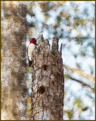Same woodpecker processed differently