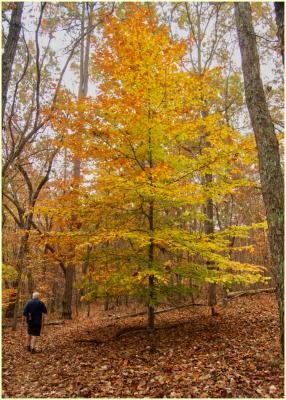 Fall color in Chicopee Woods