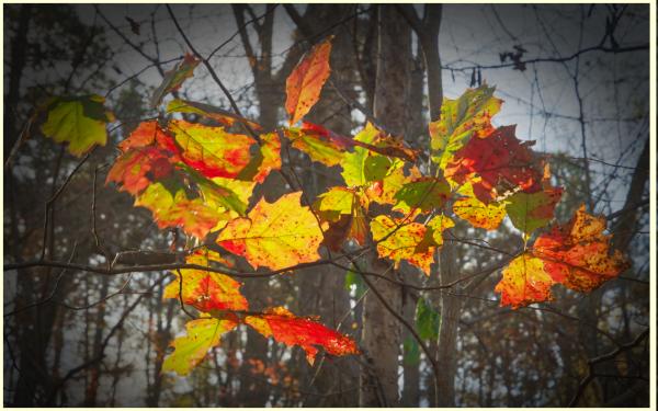 Bright leaves along the Laurel Ridge Trail