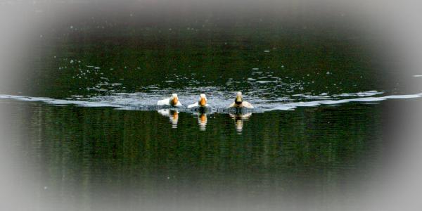 Ducks in a row at Black Rock Lake