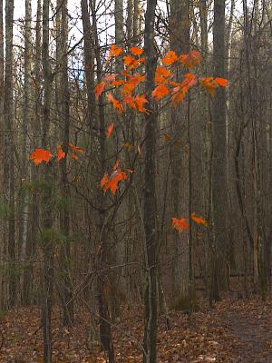 The last of the fall color