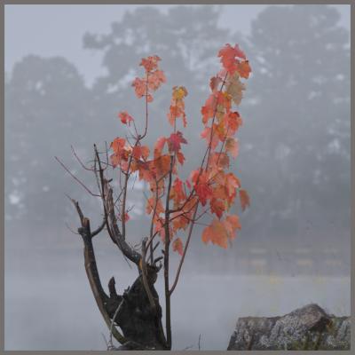 In the fog at West Bank Park