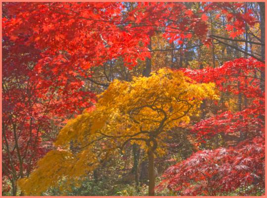 In the Japanese Garden in Gibbs Gardens