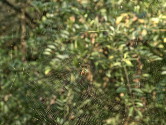 Spider in the web, wide view, Oct 7, 2020