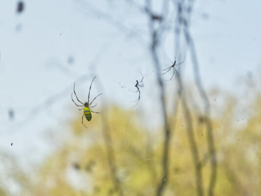 Three spiders in the trees, Oct 7, 2020