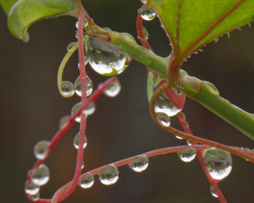 Raindrops on some vine