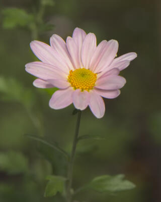Daisy mum bloom