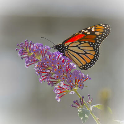 Monarchs of Bridle Ridge, in a neighbor's yard