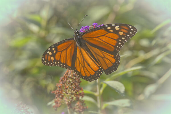 Monarchs of Bridle Ridge, in a neighbor's yard