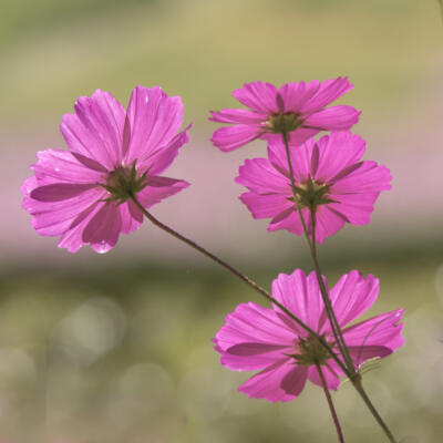 Pink Cosmos blooms