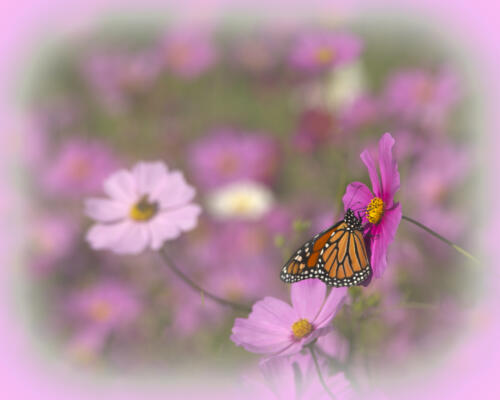 Butterfly on the blooms
