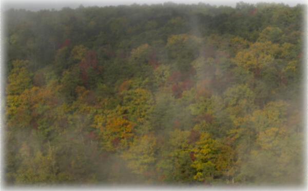 Early fall color through the fog