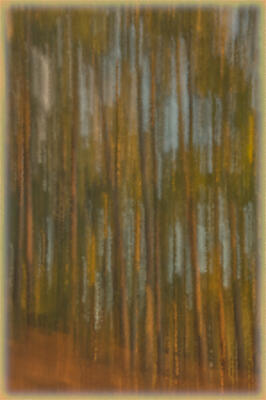 Abstract of woods after sunrise