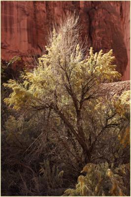 Another tree along Burr Trail Road