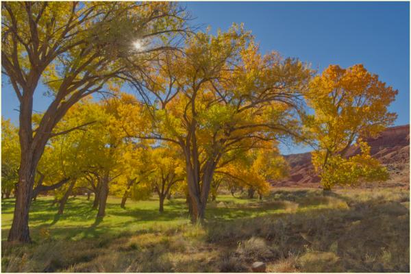 One last cottonwood image