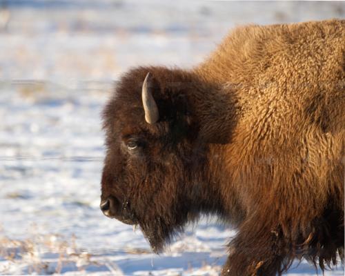 Portrait of a bison