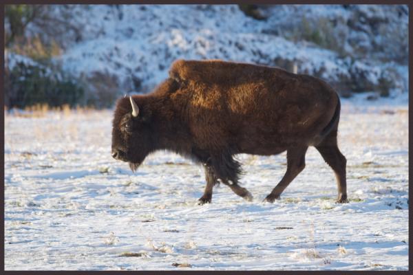 Bison in the snow at the ranch