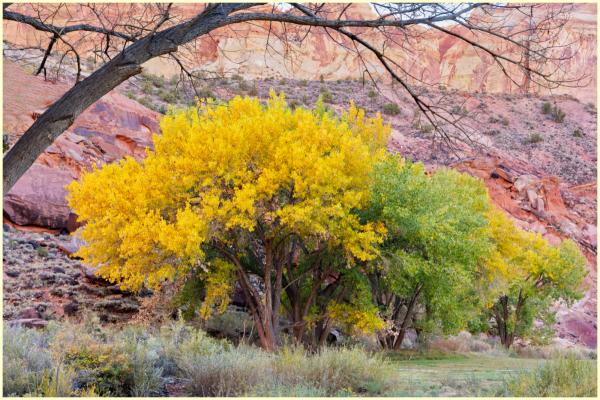 Cottonwood near the Gifford House.  First image of the workshop